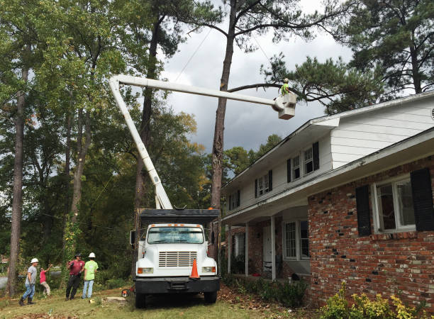 How Our Tree Care Process Works  in  Olla, LA